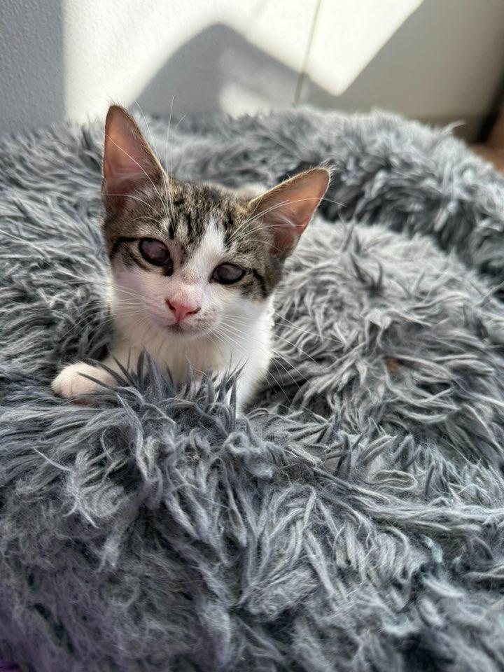 Fallon, a Adoptable Abyssinian in Dalton, GA image 5/6