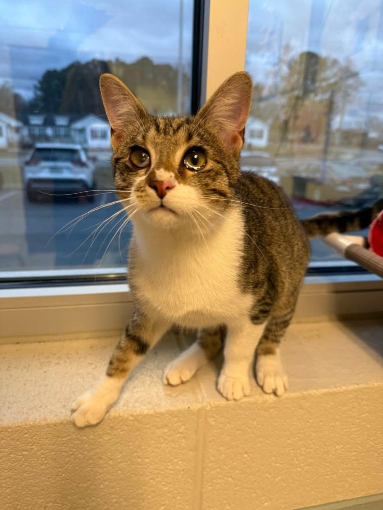 Fallon, a Adoptable Abyssinian in Dalton, GA image 6/6