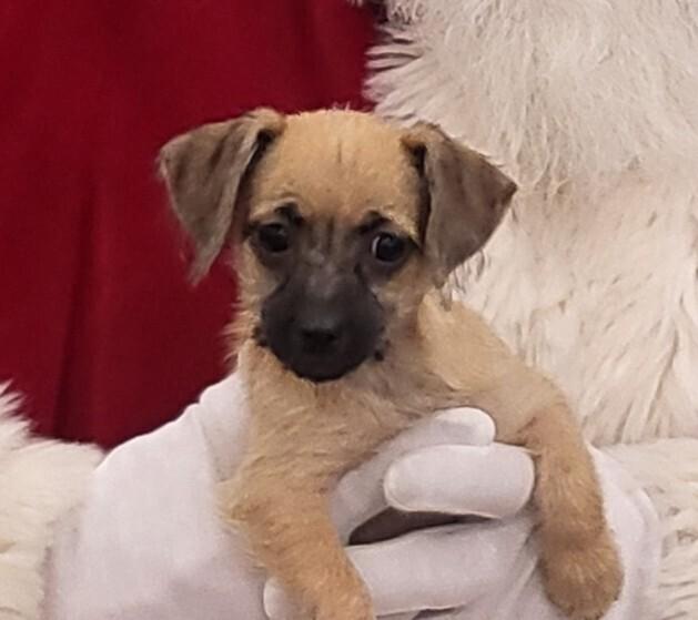 Enlarge ROWAN, a Adoptable mixed breed in Broomfield, CO image 1/1