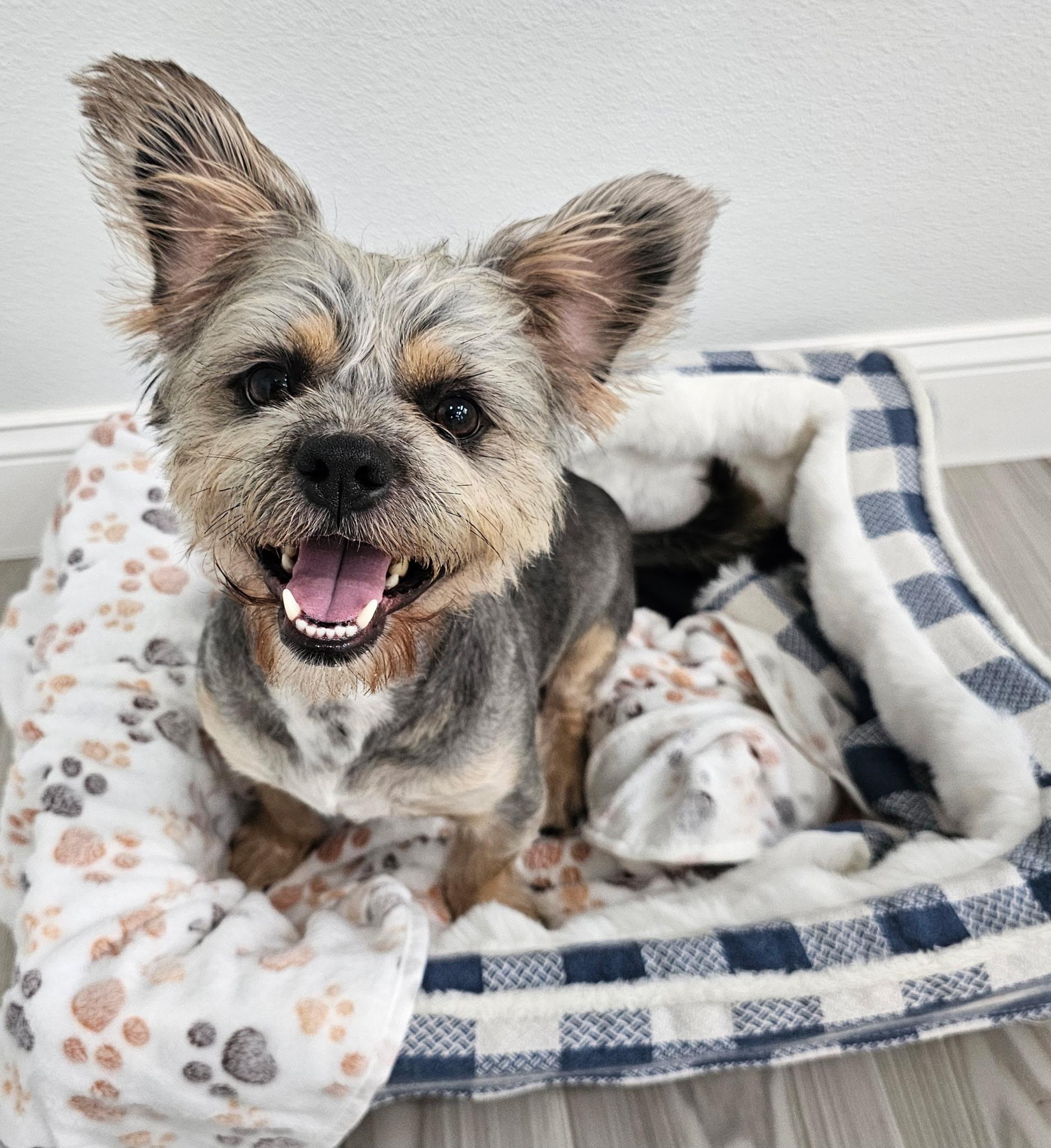 BARLEY, Adoptable, Young Male Border Terrier.
