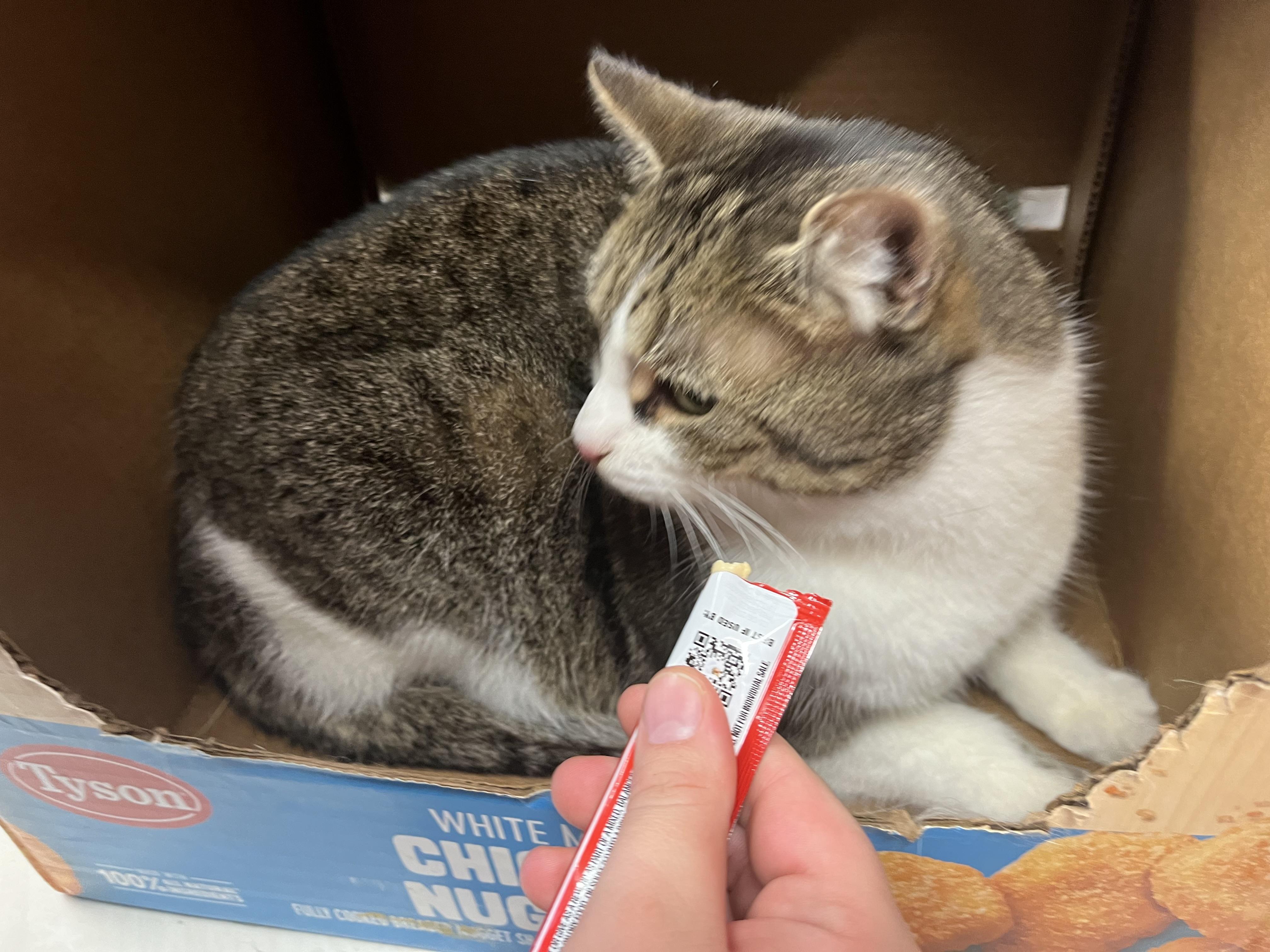 Mama, a Adoptable Domestic Short Hair in Olean , NY image 1/4