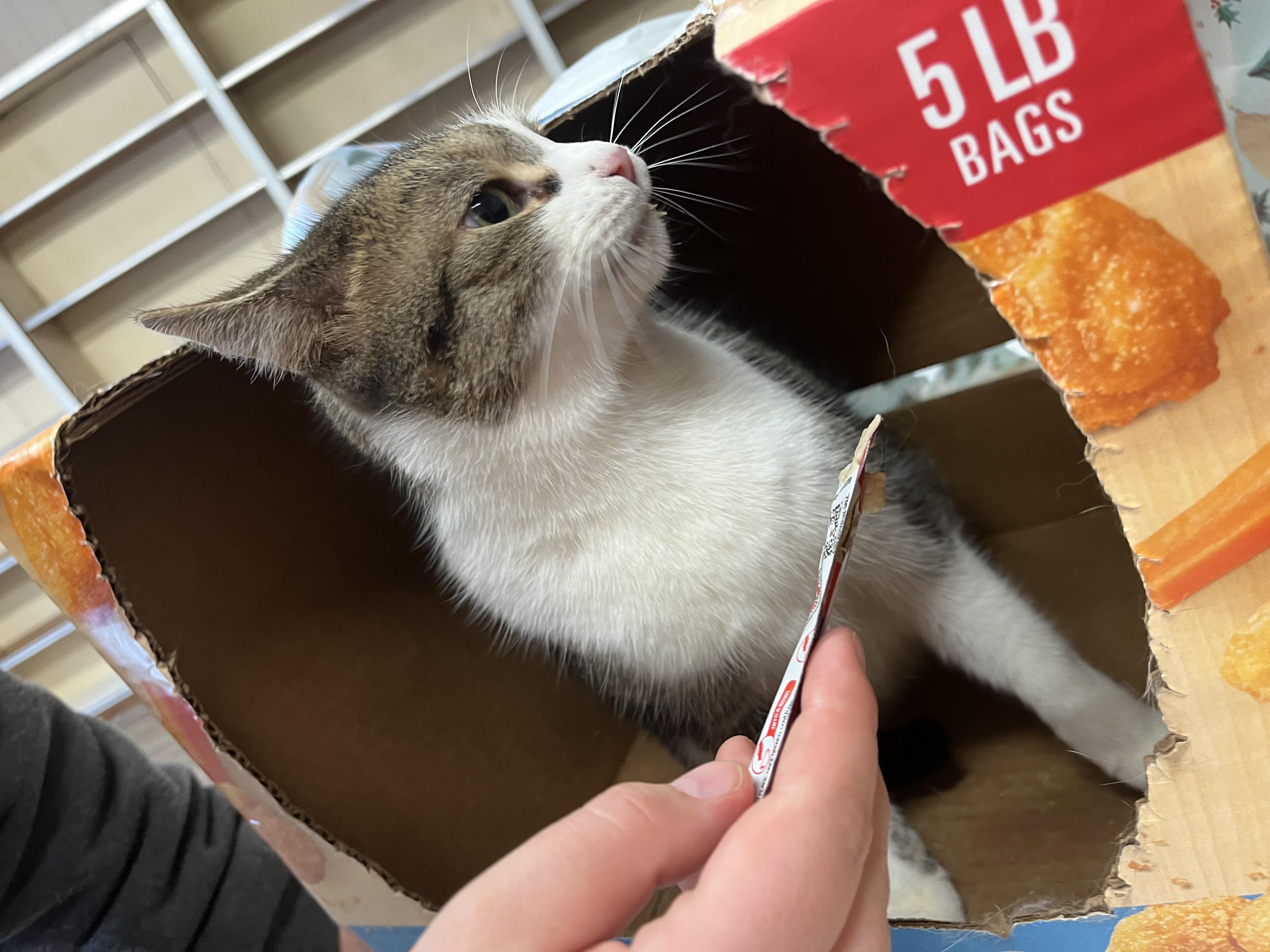 Mama, a Adoptable Domestic Short Hair in Olean , NY image 2/4