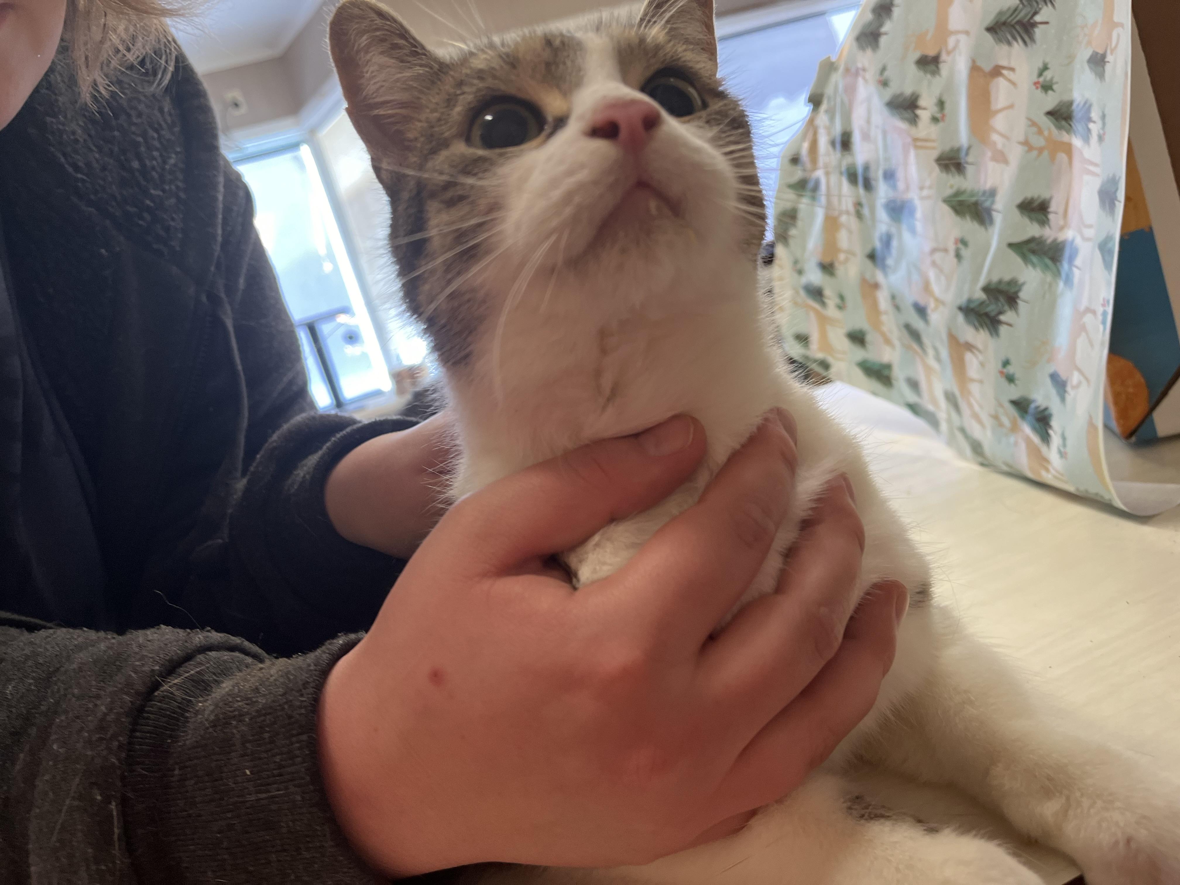 Mama, a Adoptable Domestic Short Hair in Olean , NY image 3/4