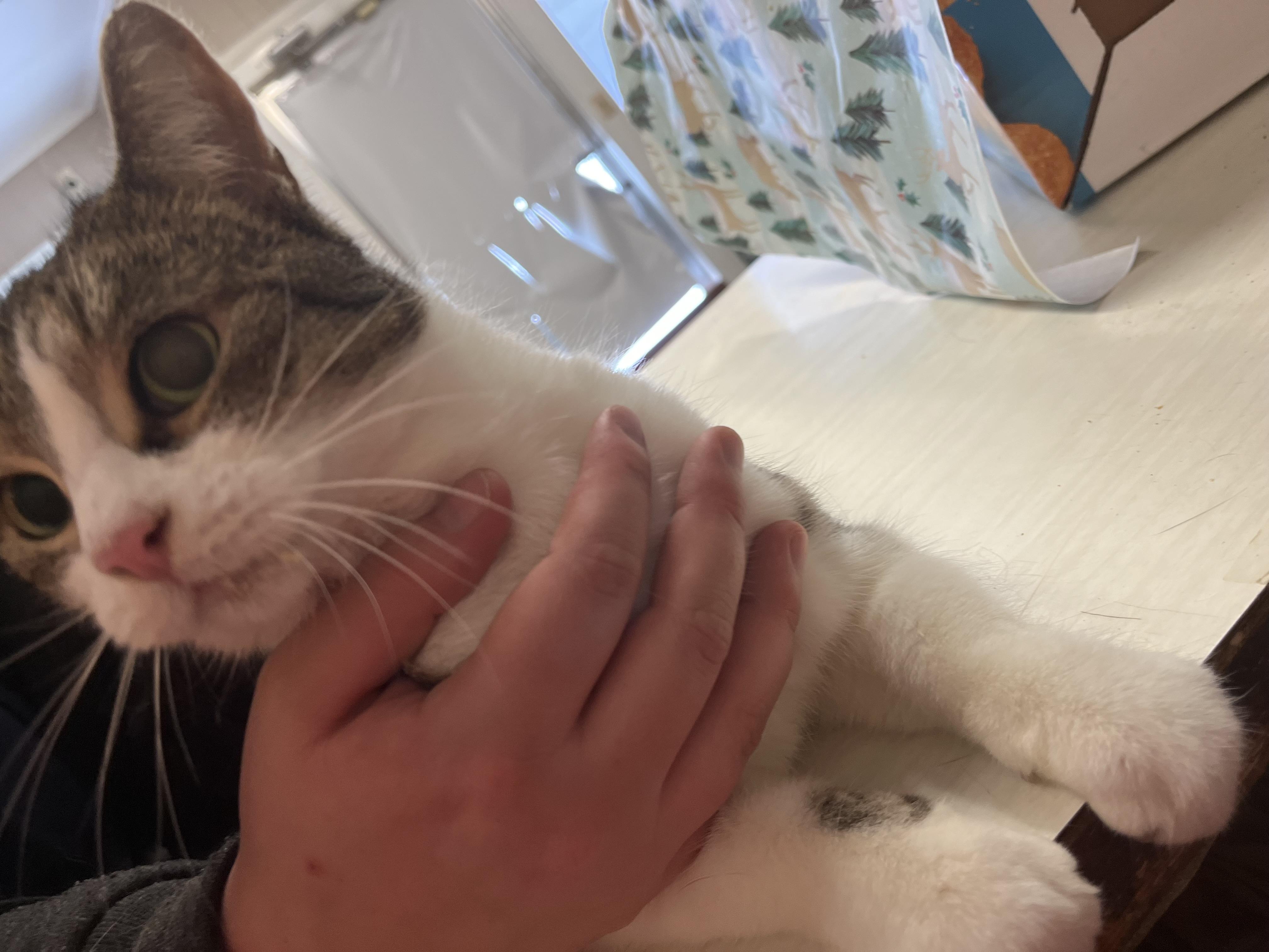 Mama, a Adoptable Domestic Short Hair in Olean , NY image 4/4