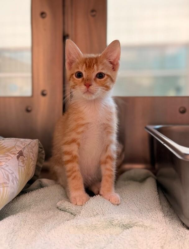 Enlarge Gilbert, a Adoptable Domestic Short Hair in Disputanta, VA image 1/1