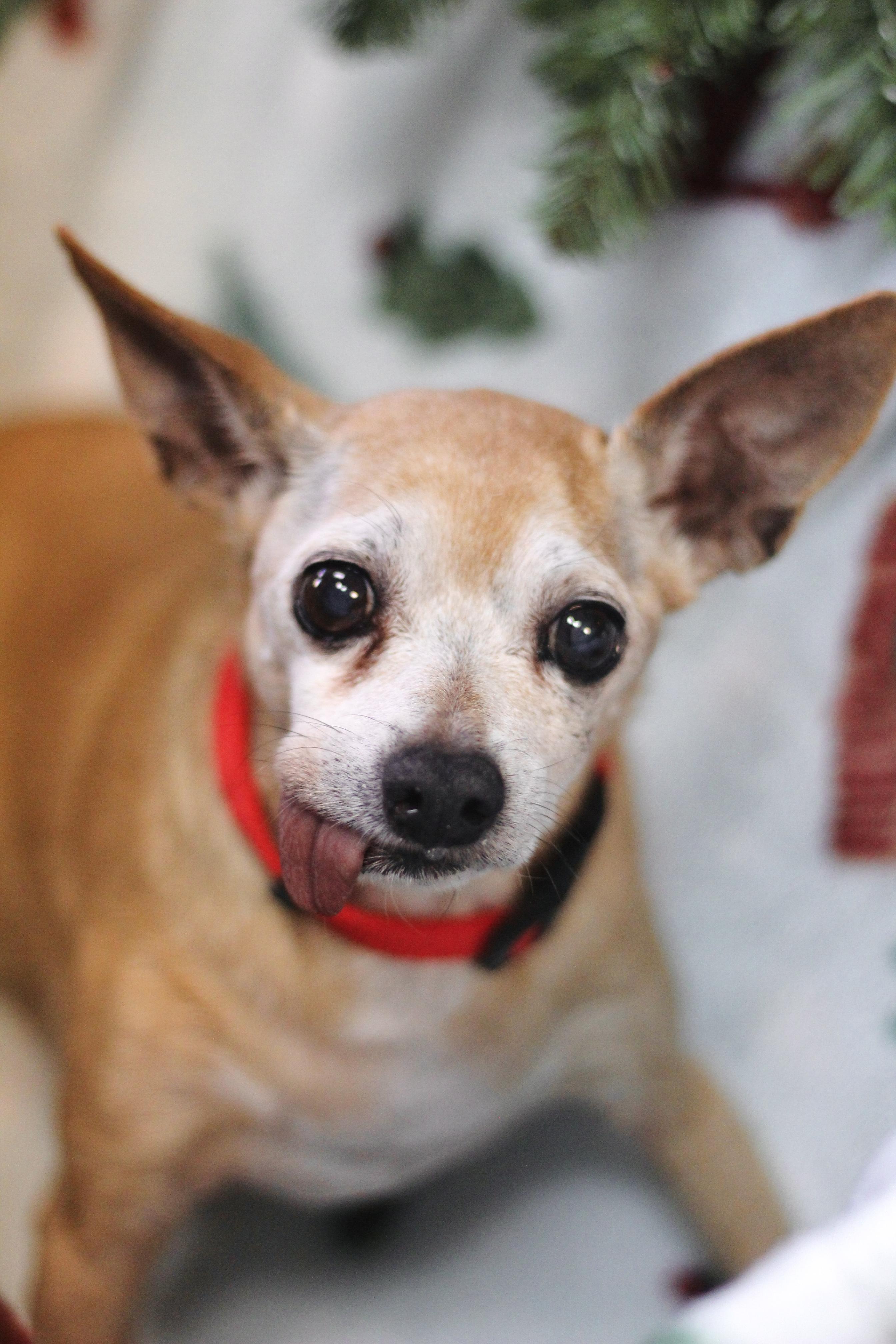 Enlarge JJ in NH! Come Meet our Adoptable Dogs Wednesday-Saturday. More info in Bio! , a ADOPTABLE mixed breed in Manchester, NH image 1/1