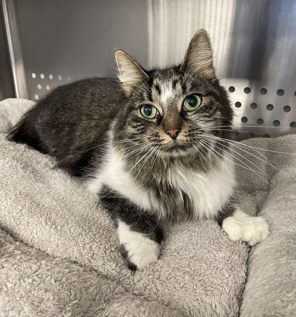 Phoebe, Adoptable, Adult Female Domestic Long Hair.