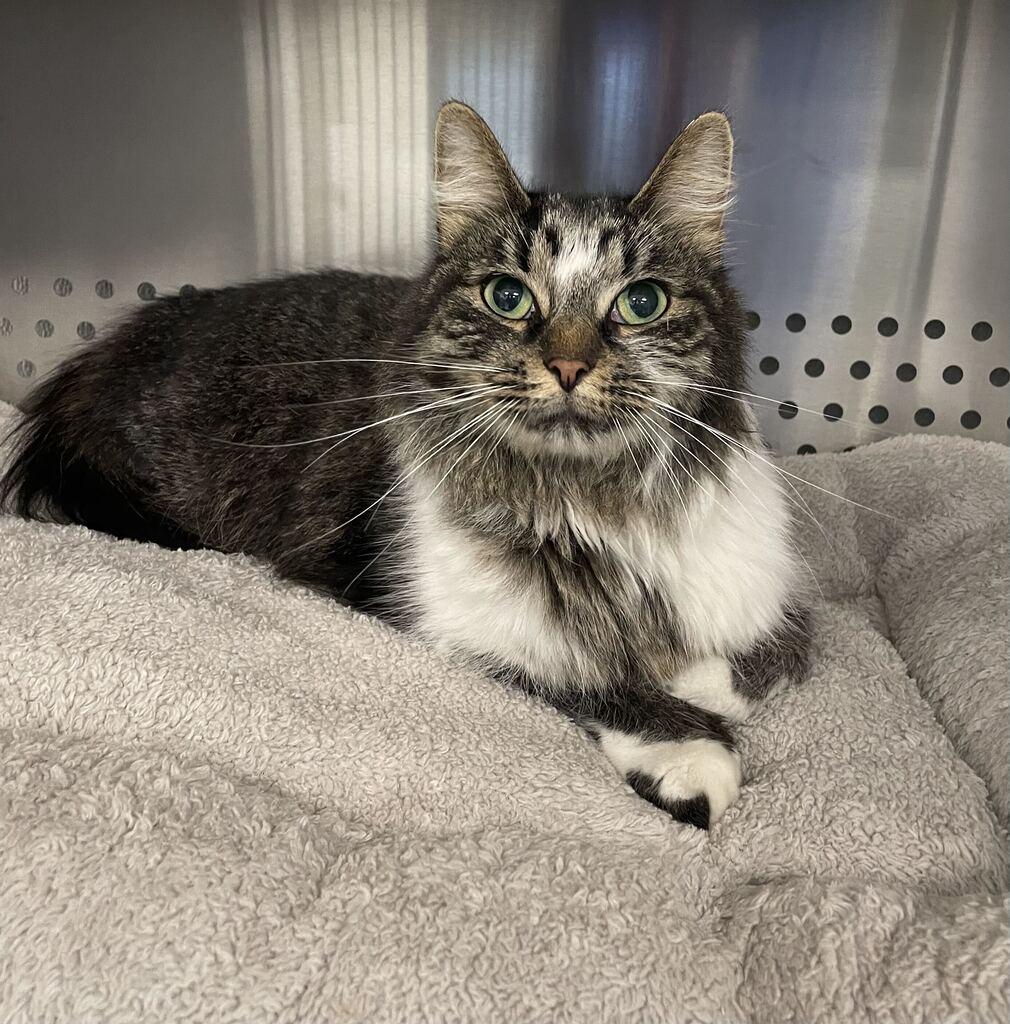 Enlarge Phoebe, a Adoptable Domestic Long Hair in Jackson, MI image 3/6