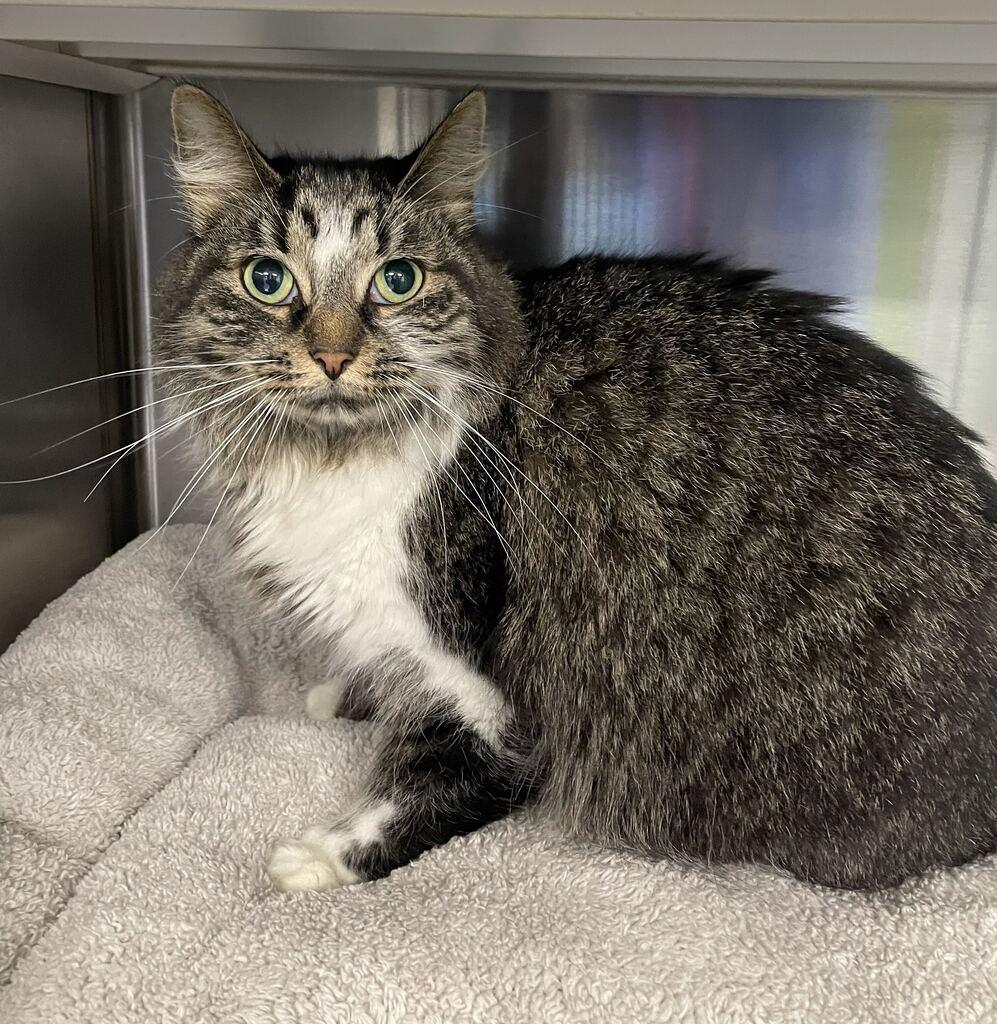 Enlarge Phoebe, a Adoptable Domestic Long Hair in Jackson, MI image 5/6