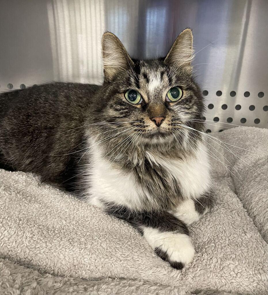 Enlarge Phoebe, a Adoptable Domestic Long Hair in Jackson, MI image 4/6