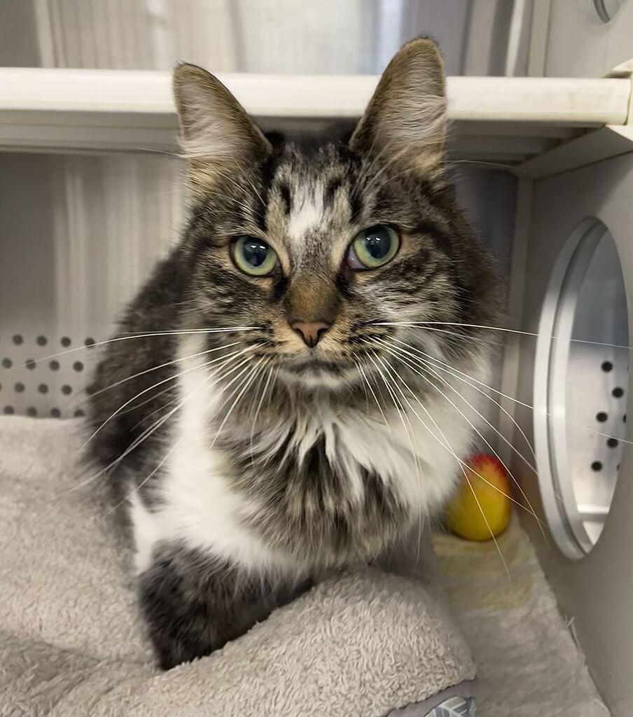 Enlarge Phoebe, a Adoptable Domestic Long Hair in Jackson, MI image 2/6