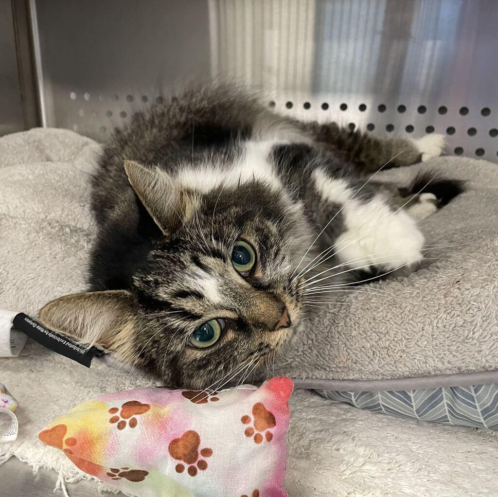 Enlarge Phoebe, a Adoptable Domestic Long Hair in Jackson, MI image 6/6