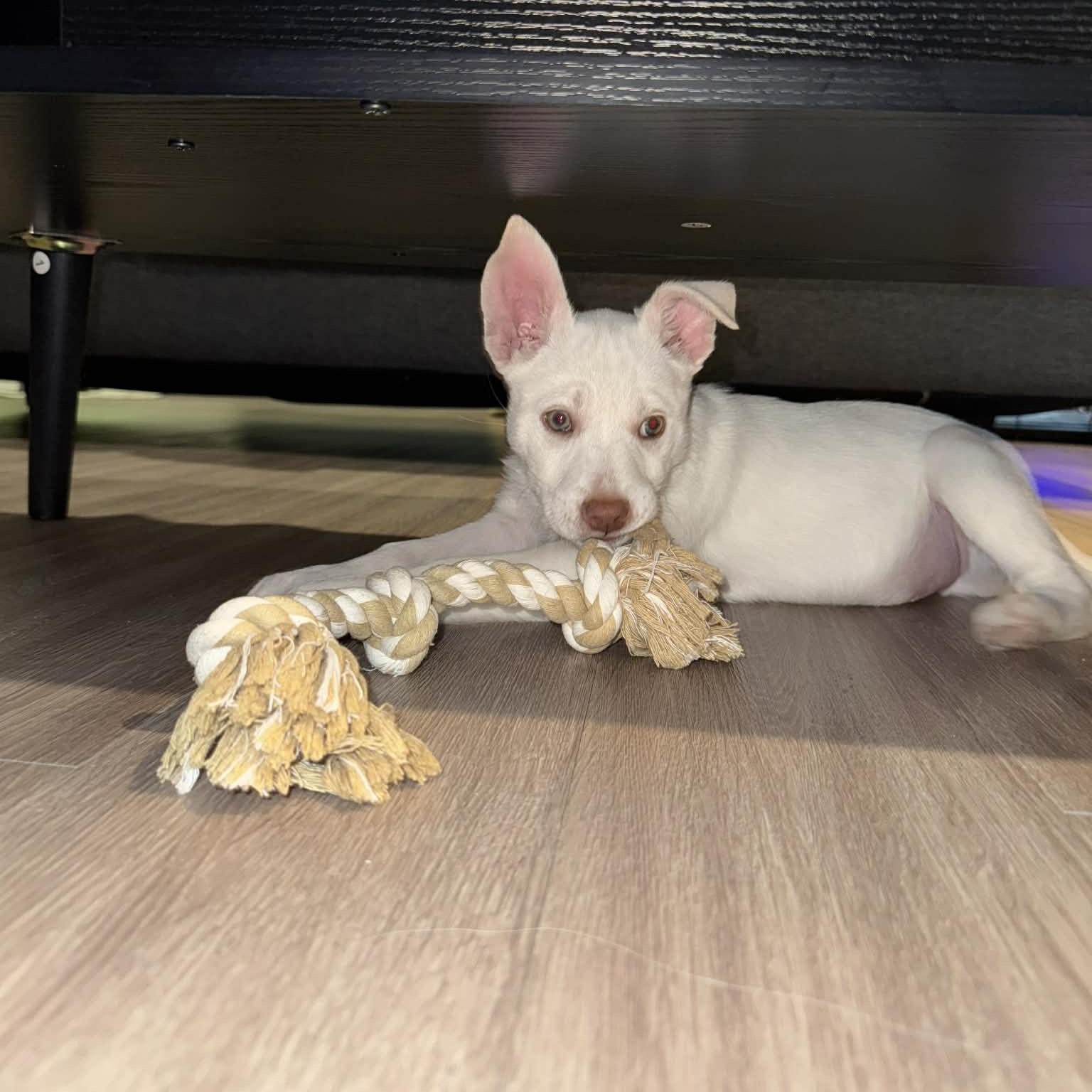 Maverick, Adoptable, Puppy Male Terrier.