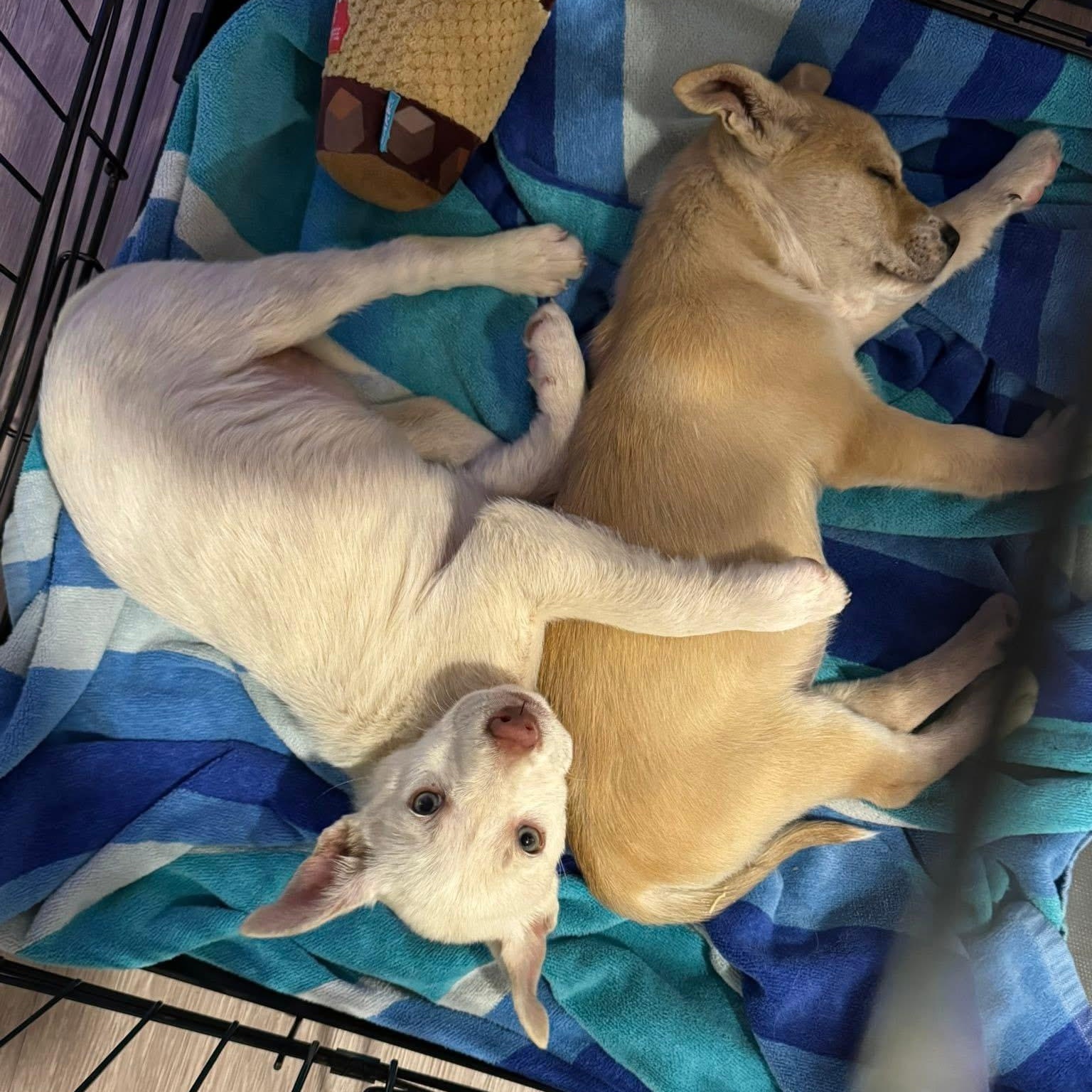 Maverick, an adopted mixed breed in Mount Carroll, IL image 4/5