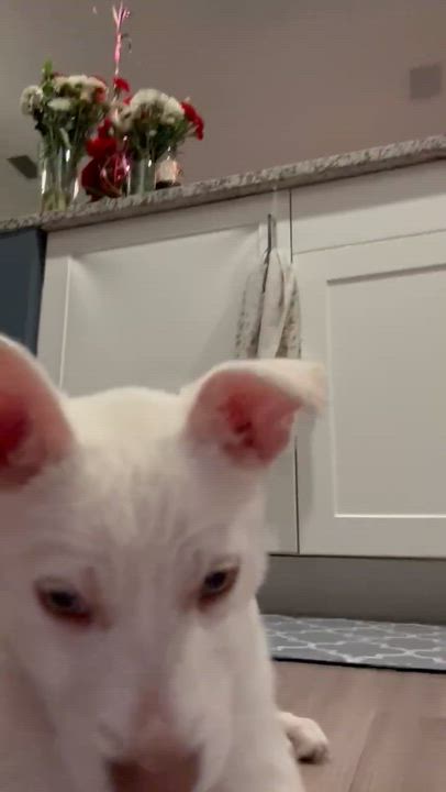 Enlarge Maverick, an adopted mixed breed in Mount Carroll, IL video 3/5