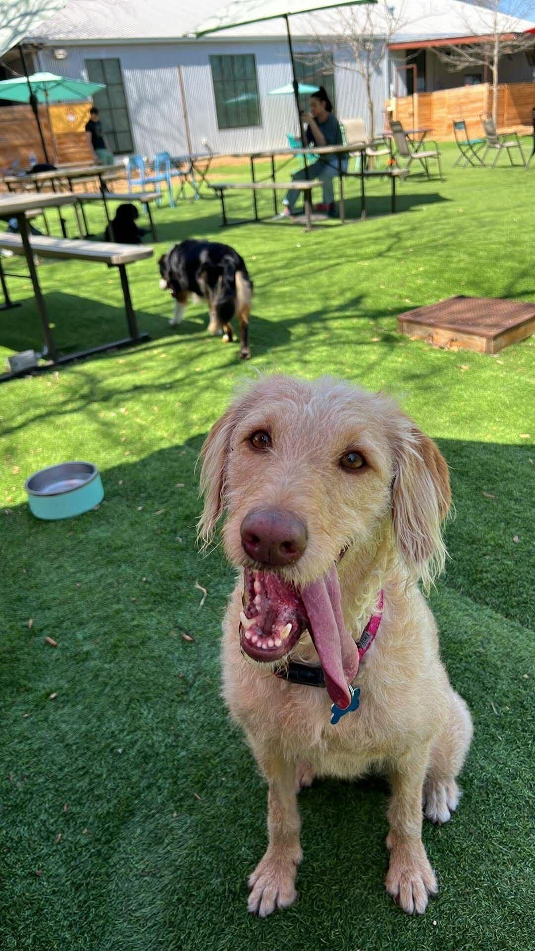 Enlarge Taylor, a ADOPTABLE Goldendoodle in Garland, TX image 4/4
