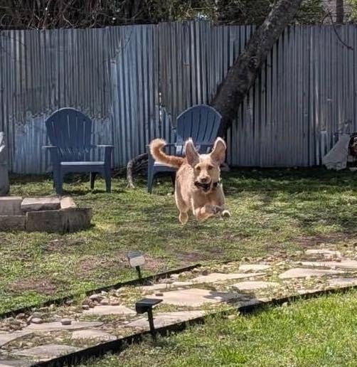 Enlarge Taylor, a ADOPTABLE Goldendoodle in Garland, TX image 3/4
