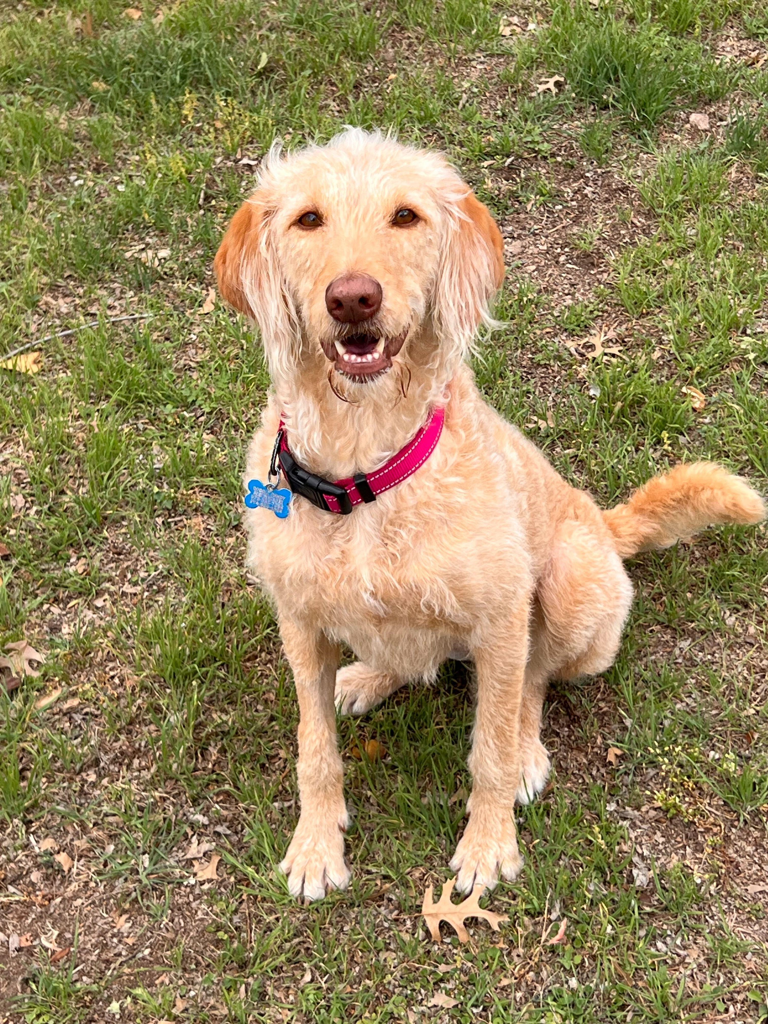 Enlarge Taylor, a ADOPTABLE Goldendoodle in Garland, TX image 2/4