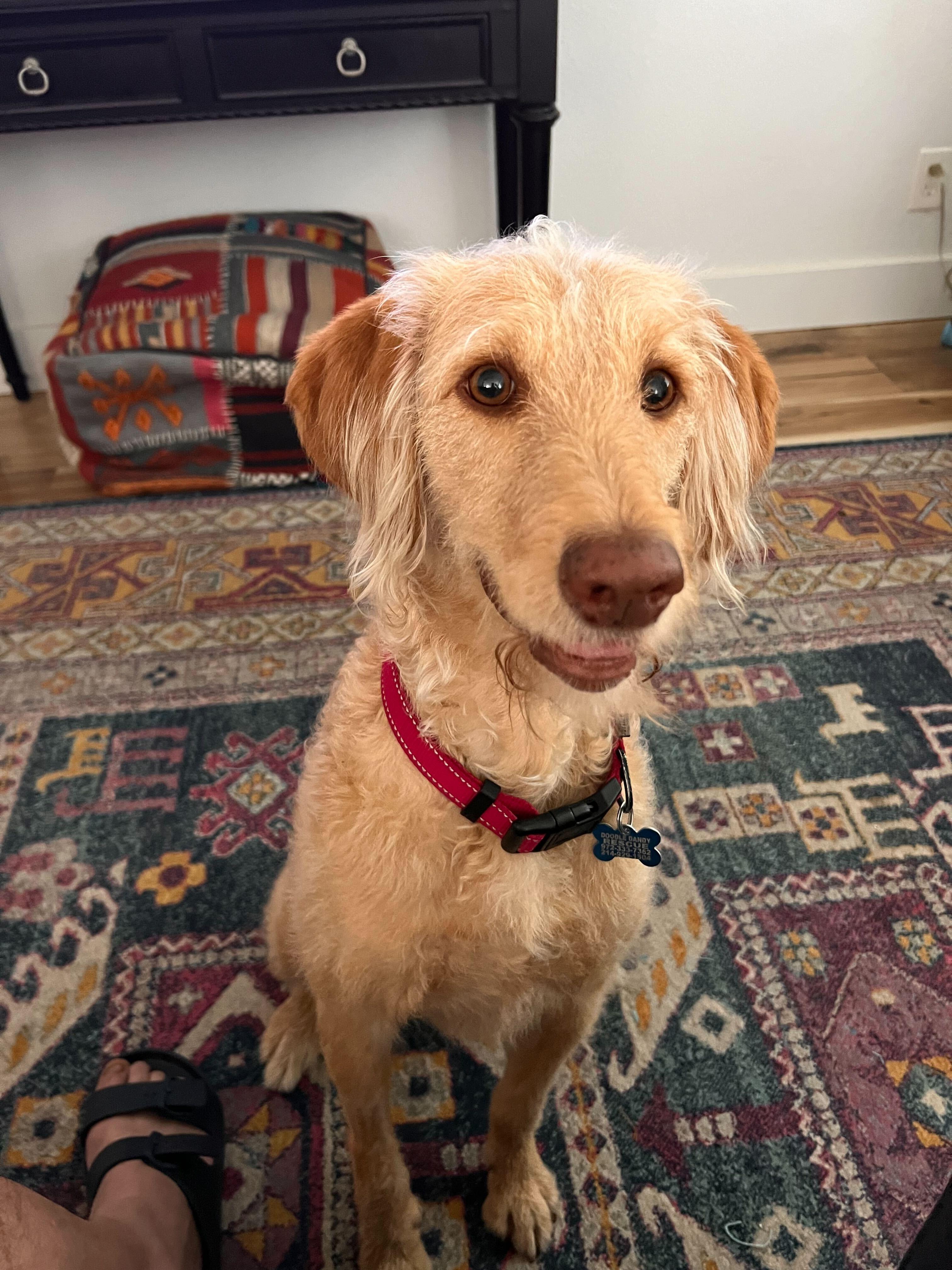 Enlarge Taylor, a ADOPTABLE Goldendoodle in Garland, TX image 1/4