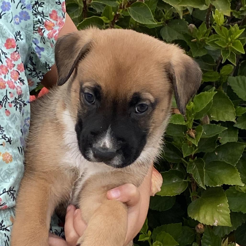 Enlarge Odie, a Adoptable mixed breed in Oceanside, CA image 1/6