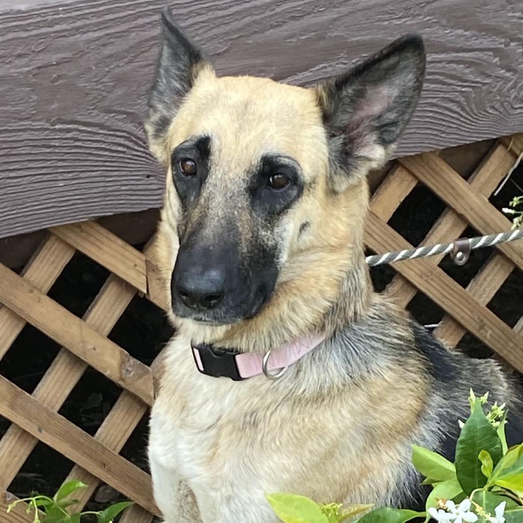 Enlarge Odie, a Adoptable mixed breed in Oceanside, CA image 2/6