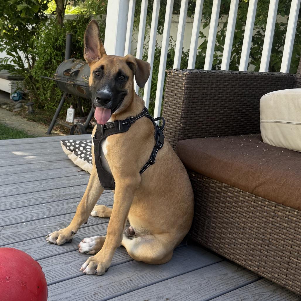Enlarge Odie, a Adoptable mixed breed in Oceanside, CA image 3/6