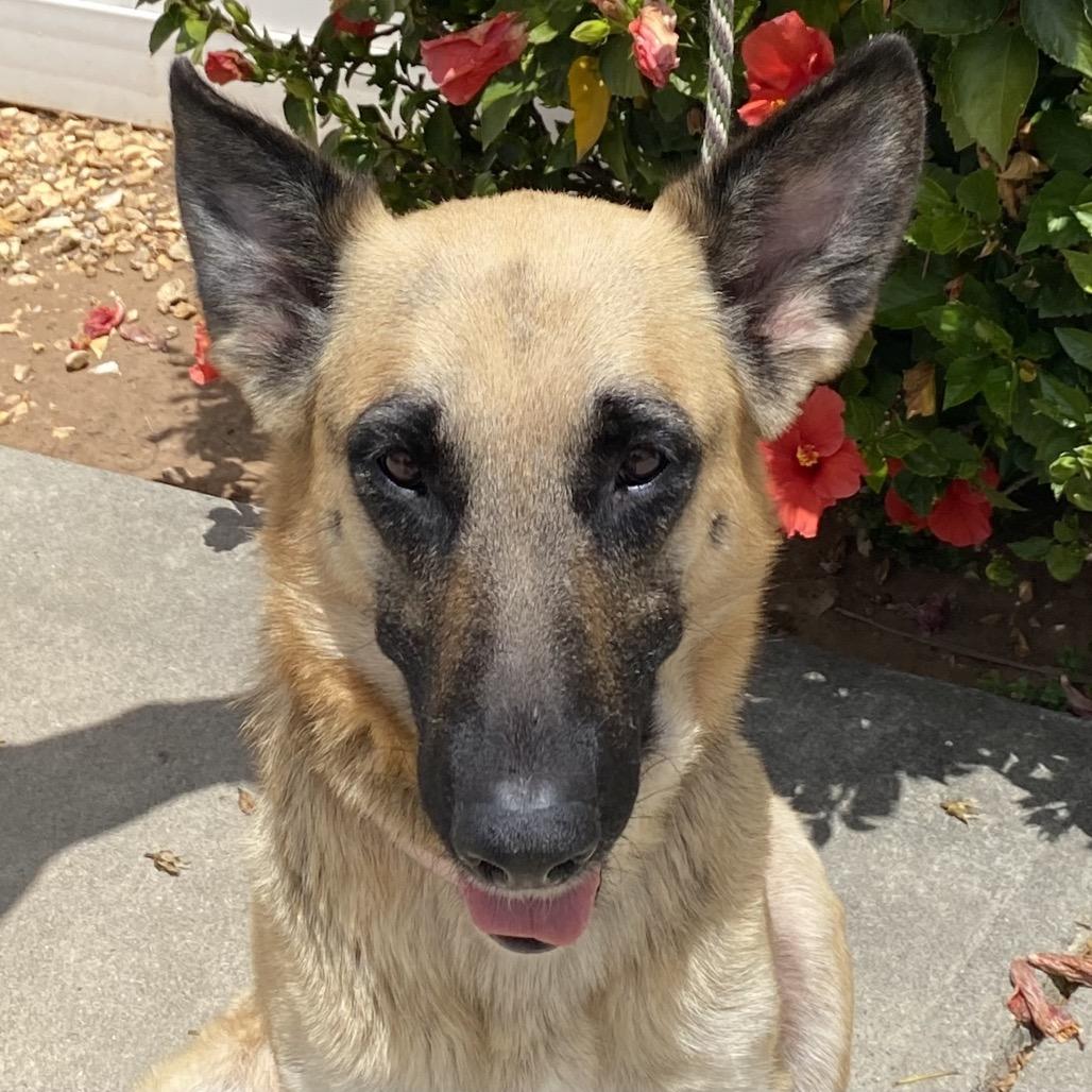 Enlarge Odie, a Adoptable mixed breed in Oceanside, CA image 4/6