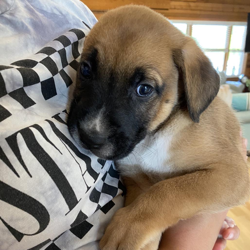 Enlarge Odie, a Adoptable mixed breed in Oceanside, CA image 5/6
