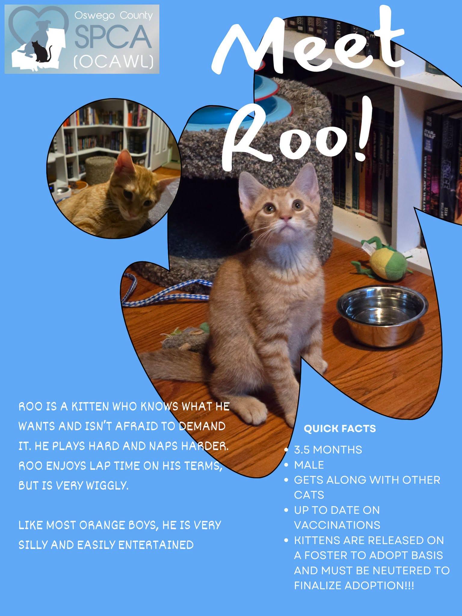 Enlarge Roo, a ADOPTABLE Domestic Short Hair in Fulton, NY image 1/6
