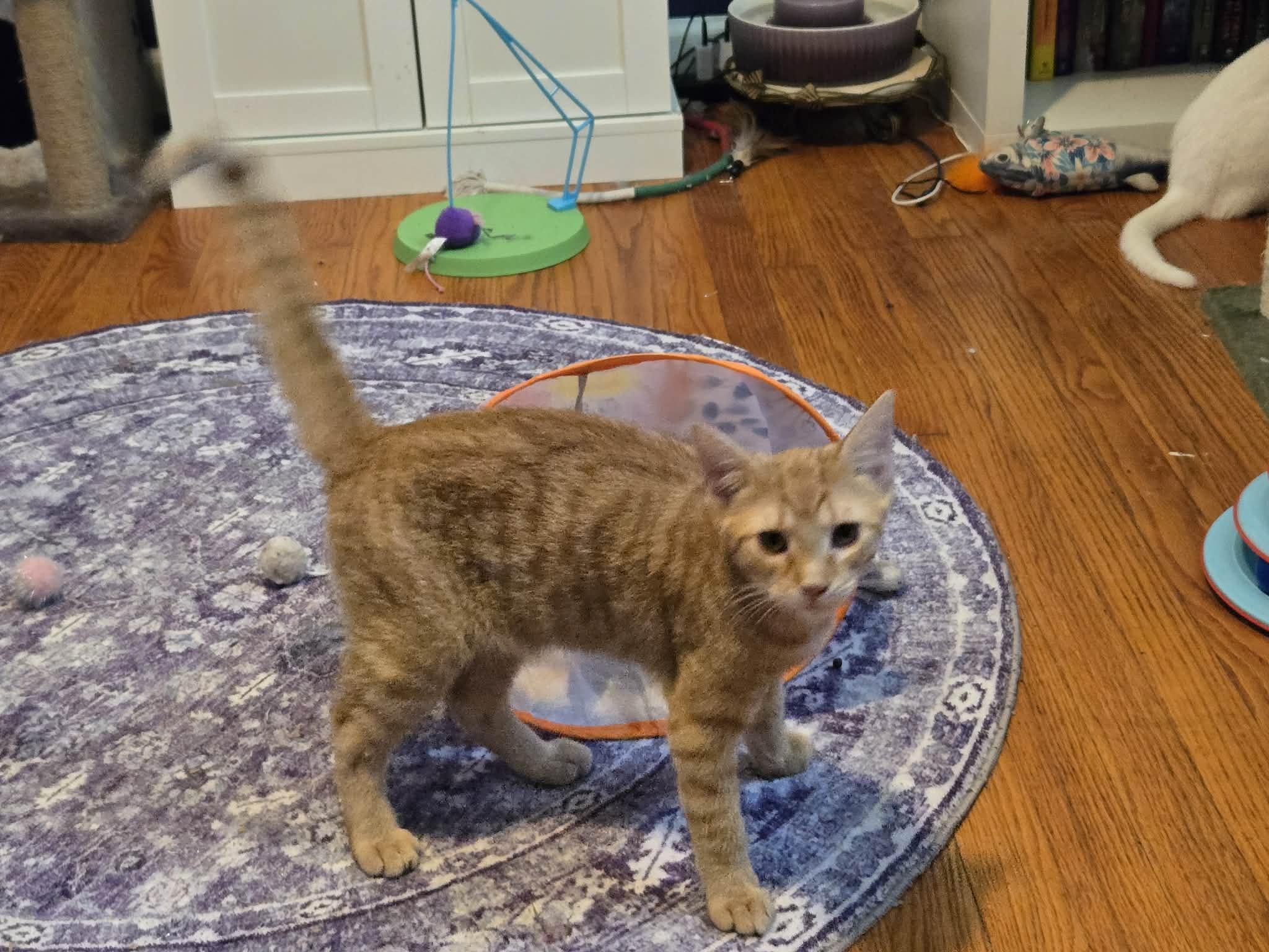 Enlarge Roo, a ADOPTABLE Domestic Short Hair in Fulton, NY image 6/6