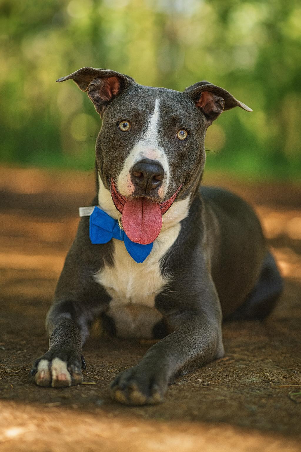 Axel, Adoptable, Young Male Pit Bull Terrier & Labrador Retriever.