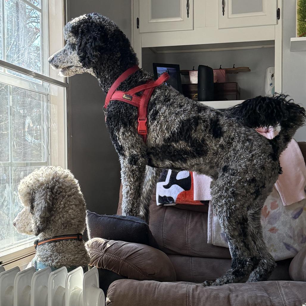 Oakley, Adoptable, Adult Male Poodle.