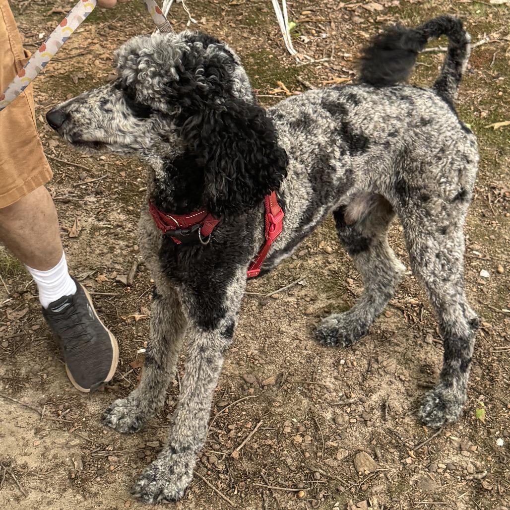 Oakley, a Adoptable Poodle in Lenoir, NC image 2/3