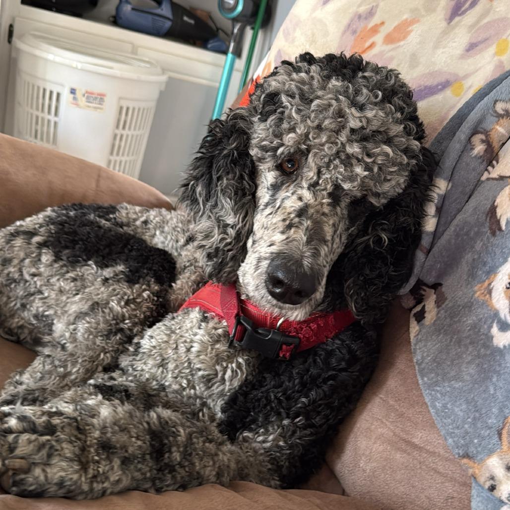 Oakley, a Adoptable Poodle in Lenoir, NC image 3/3