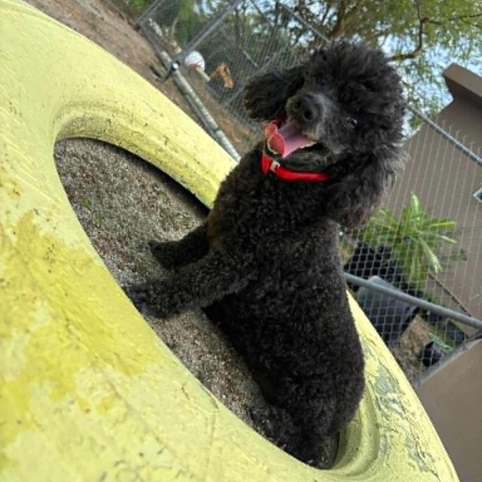 Enlarge Lupe, a Adoptable Miniature Poodle in Douglas, MA image 2/6