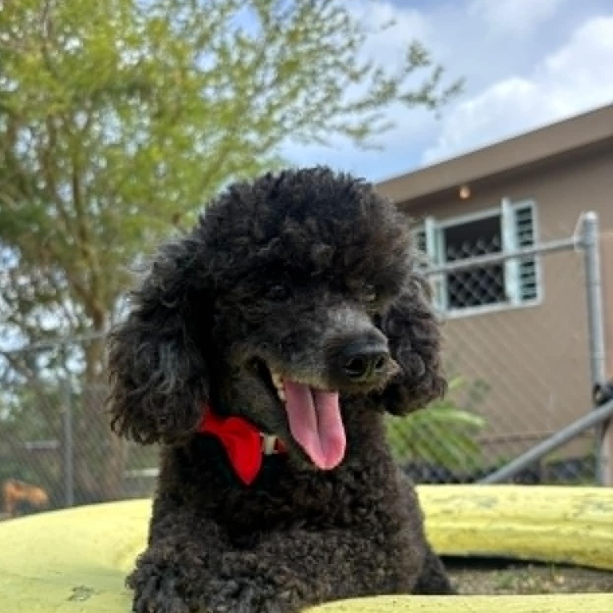 Enlarge Lupe, a Adoptable Miniature Poodle in Douglas, MA image 3/6
