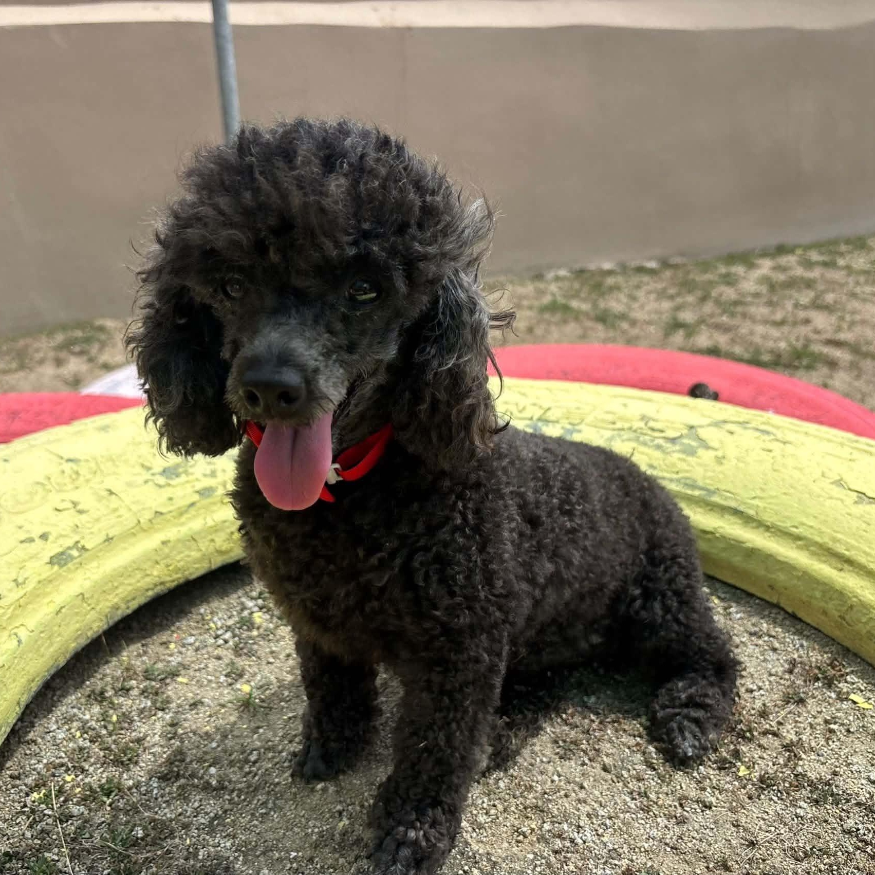 Enlarge Lupe, a Adoptable Miniature Poodle in Douglas, MA image 4/6