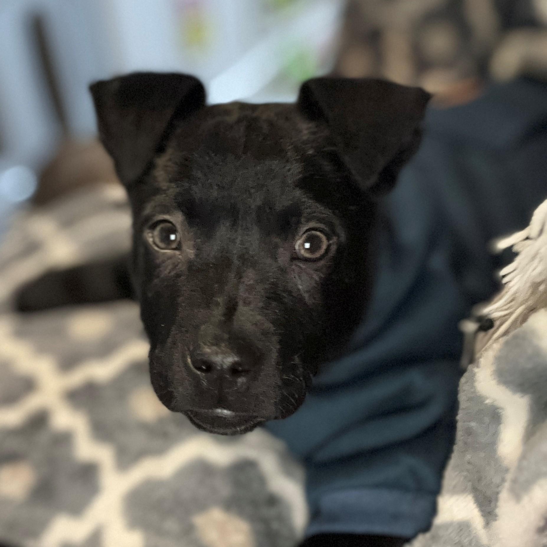 Saint Incredible — thumbnail 3