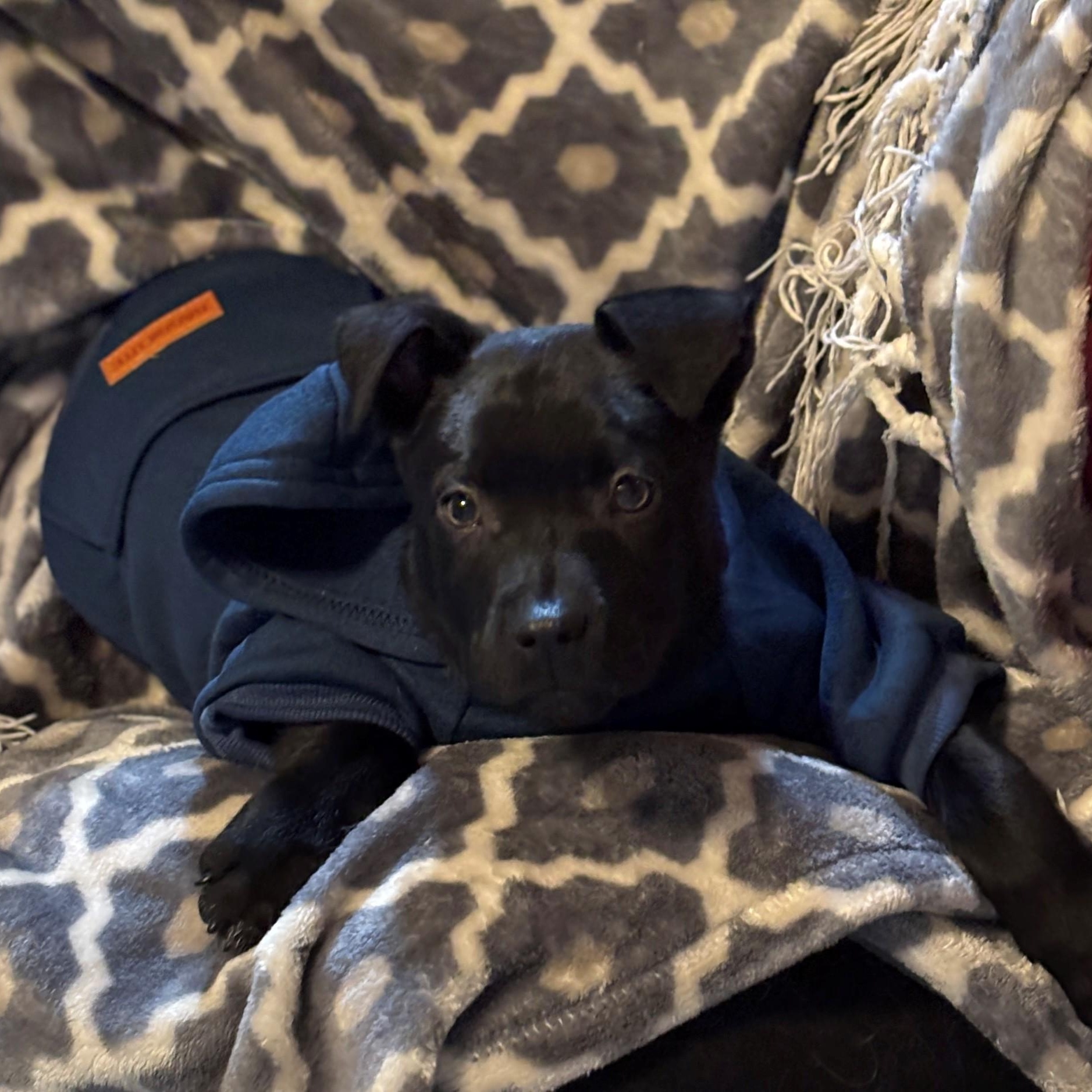 Saint Incredible — thumbnail 4