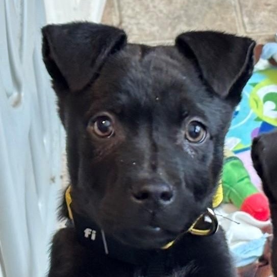 Saint Incredible — thumbnail 5