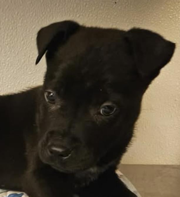 Saint Incredible — thumbnail 6