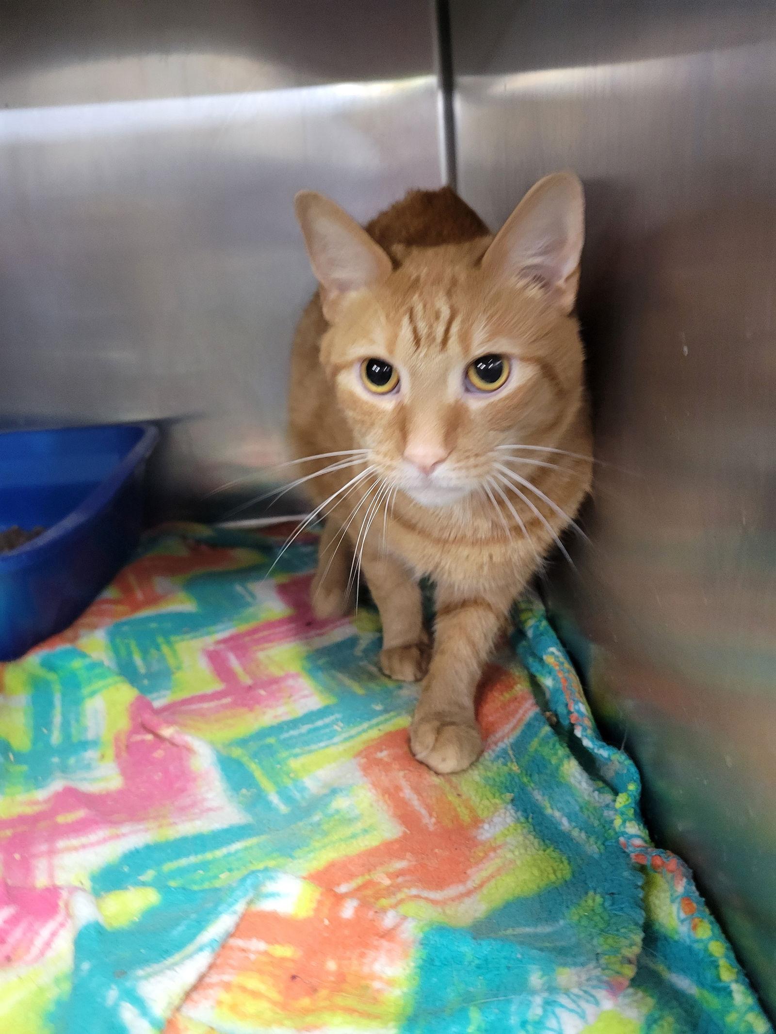 Shredded Cheddah at Montrose Petsmart!, Adopted, Adult Male Domestic Short Hair.