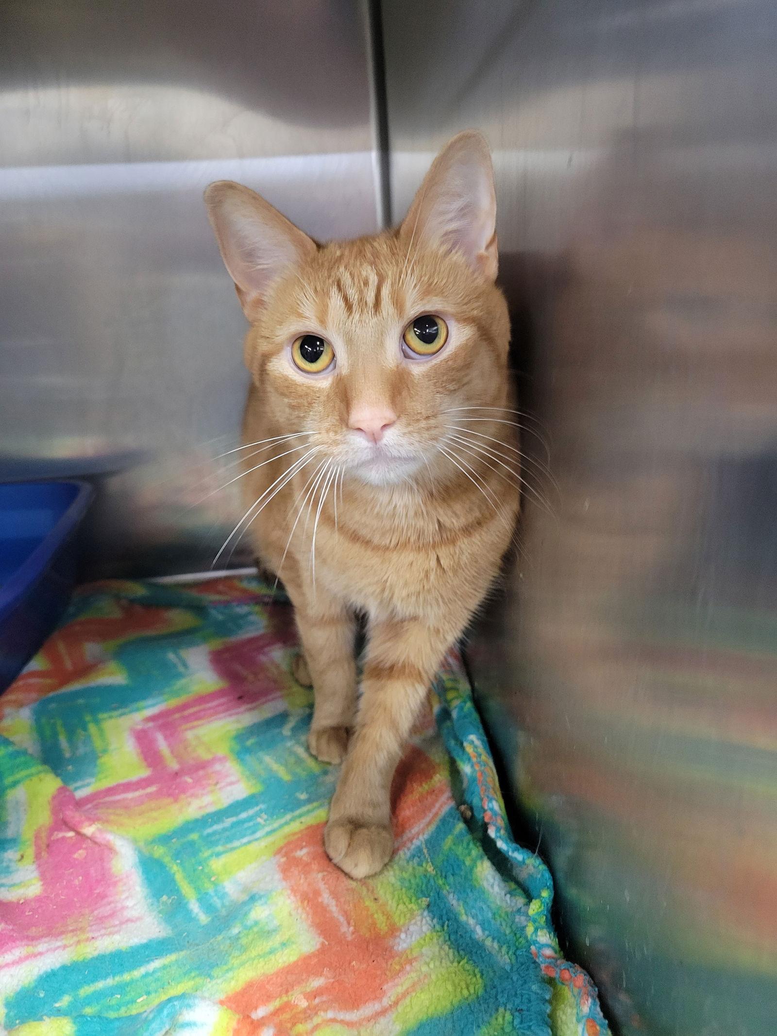 Shredded Cheddah at Montrose Petsmart!, a Adopted Domestic Short Hair in Cuyahoga Falls, OH image 2/3