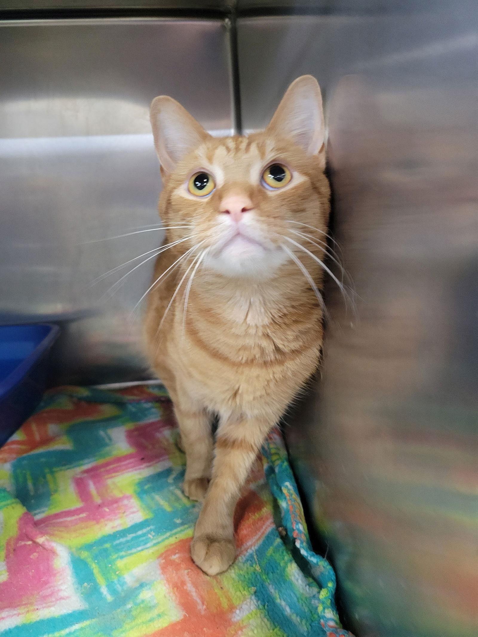 Shredded Cheddah at Montrose Petsmart!, a Adopted Domestic Short Hair in Cuyahoga Falls, OH image 3/3