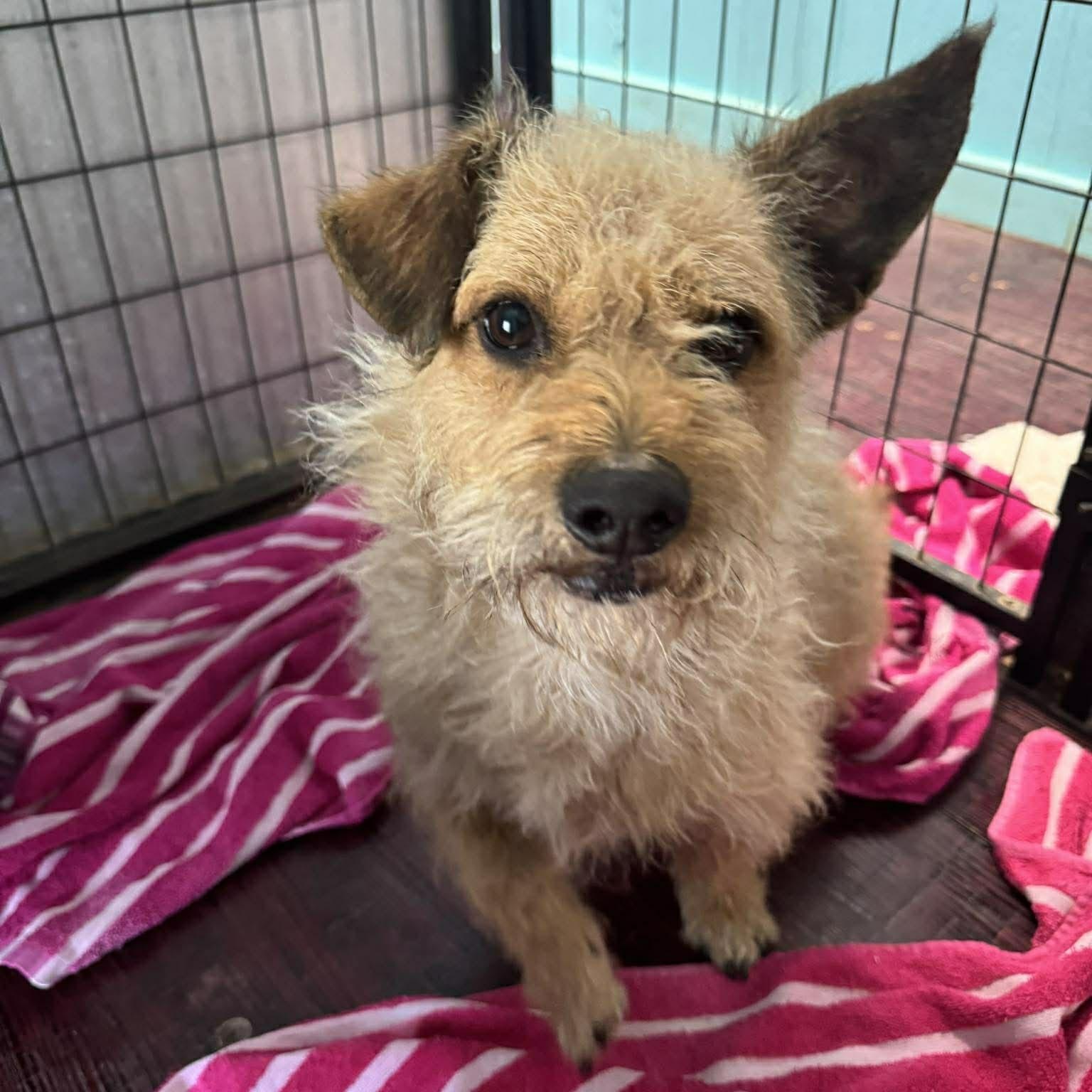 Little Man — thumbnail 5