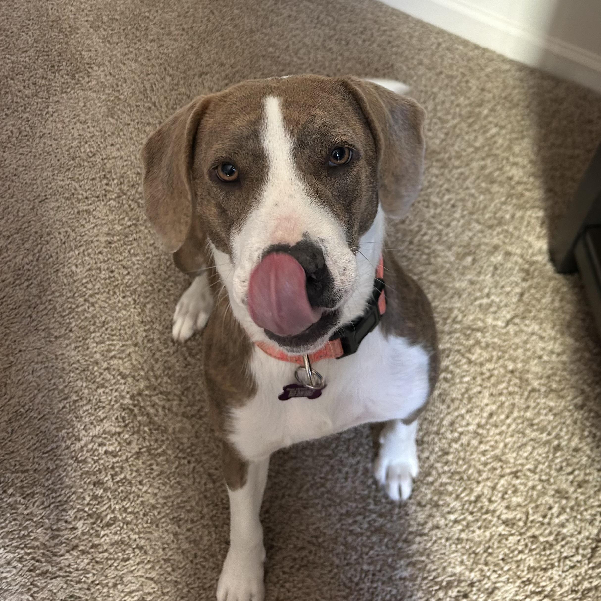 Enlarge Olympic Torch, a Adoptable mixed breed in Columbia, SC image 3/6