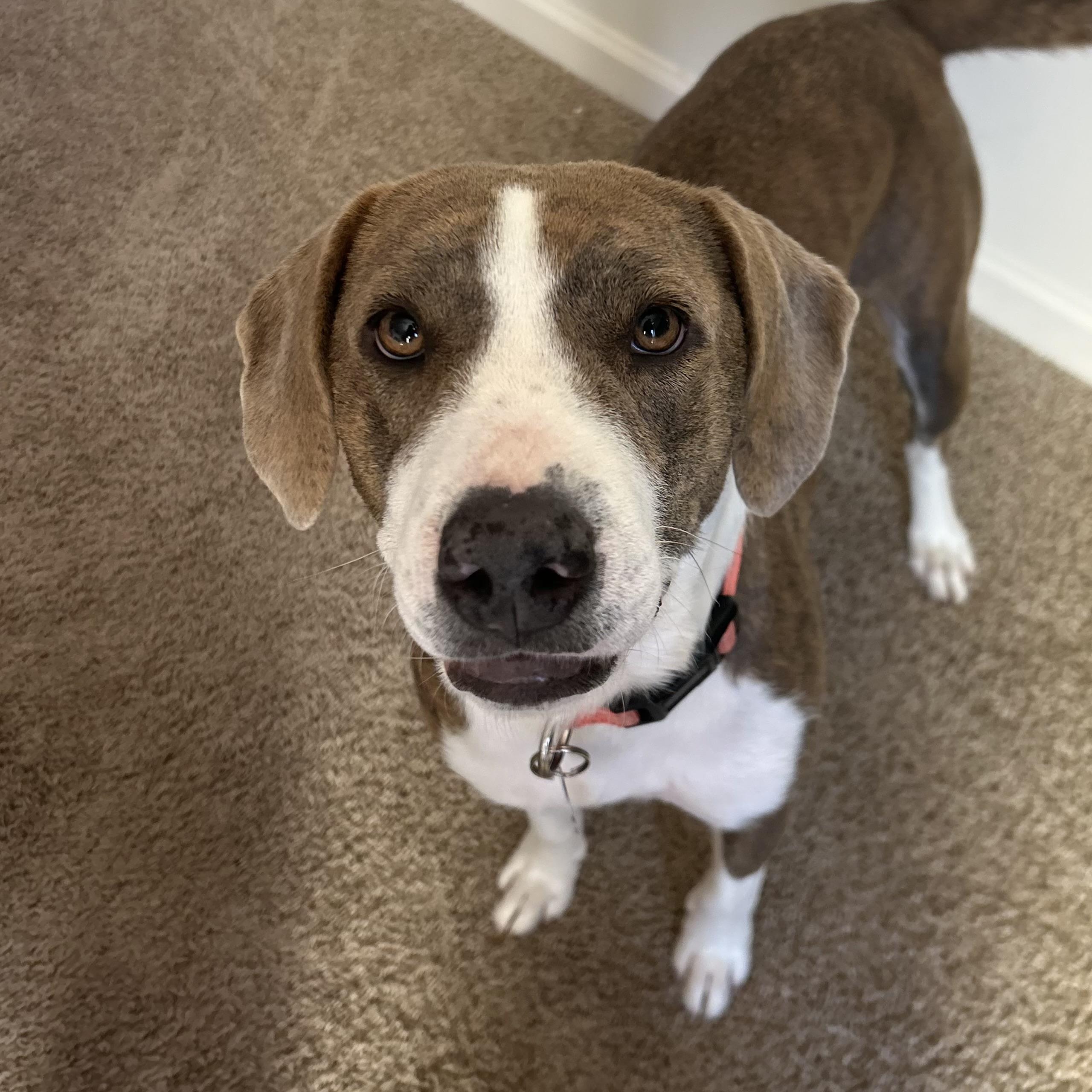 Enlarge Olympic Torch, a Adoptable mixed breed in Columbia, SC image 1/6