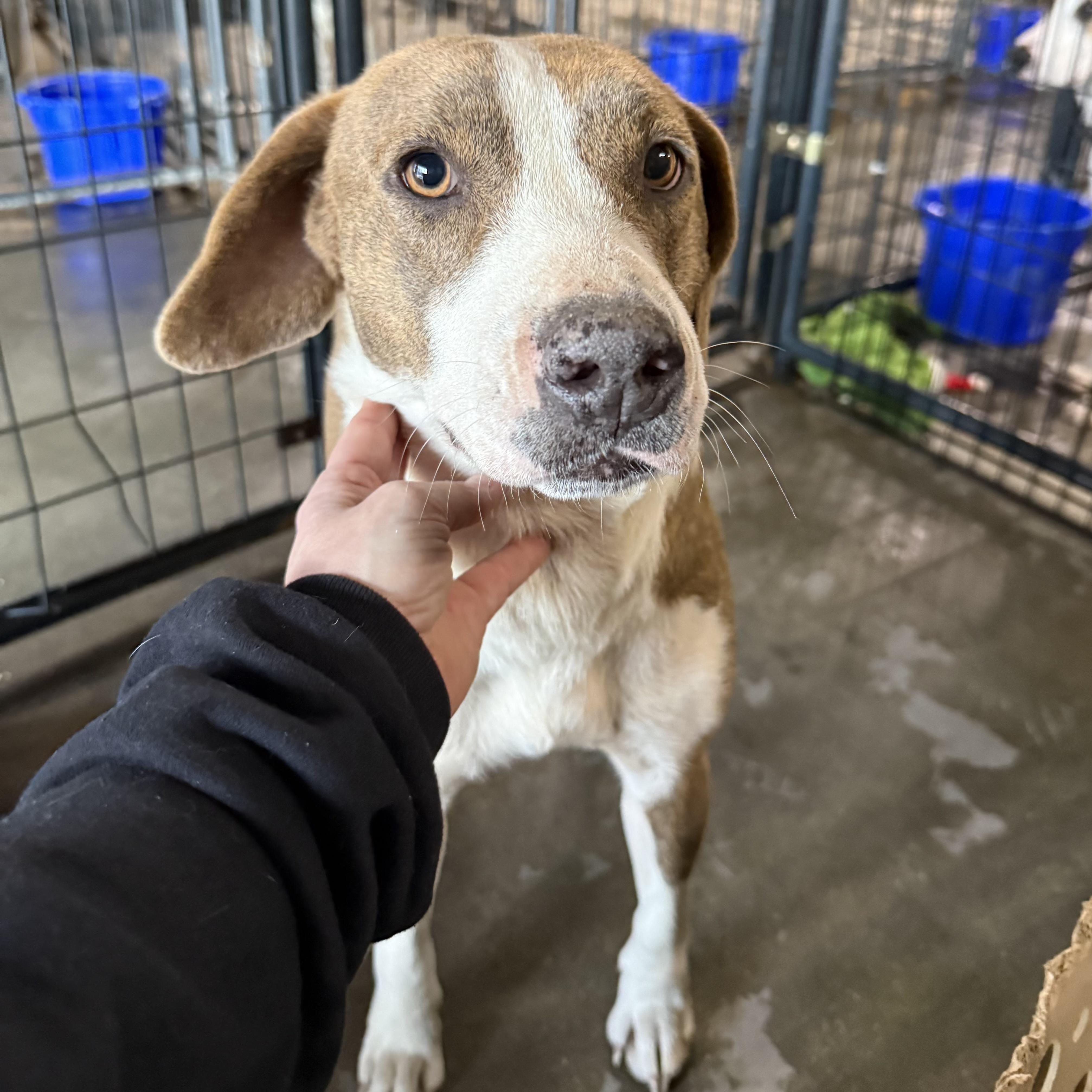 Enlarge Olympic Torch, a Adoptable mixed breed in Columbia, SC image 6/6