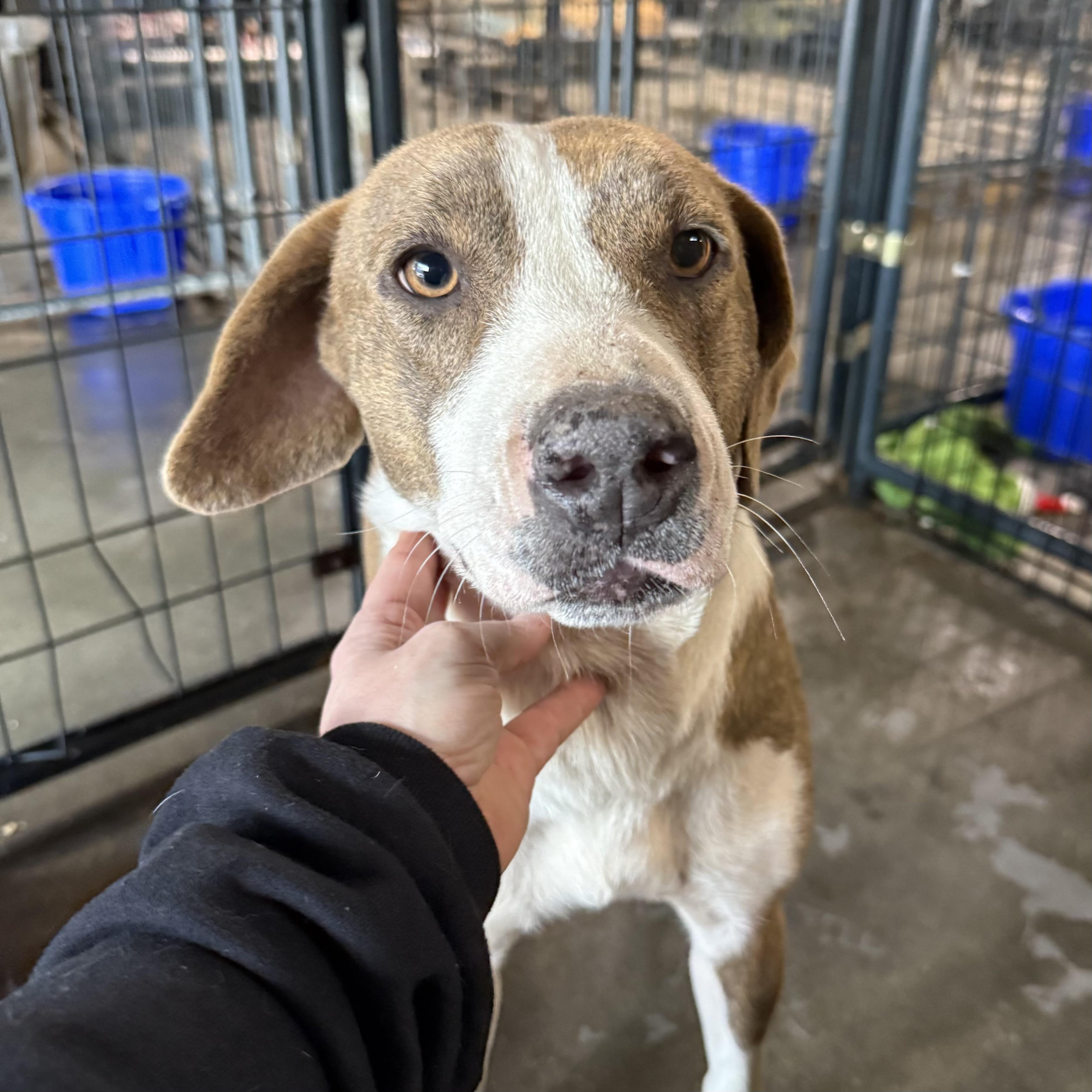 Enlarge Olympic Torch, a Adoptable mixed breed in Columbia, SC image 5/6