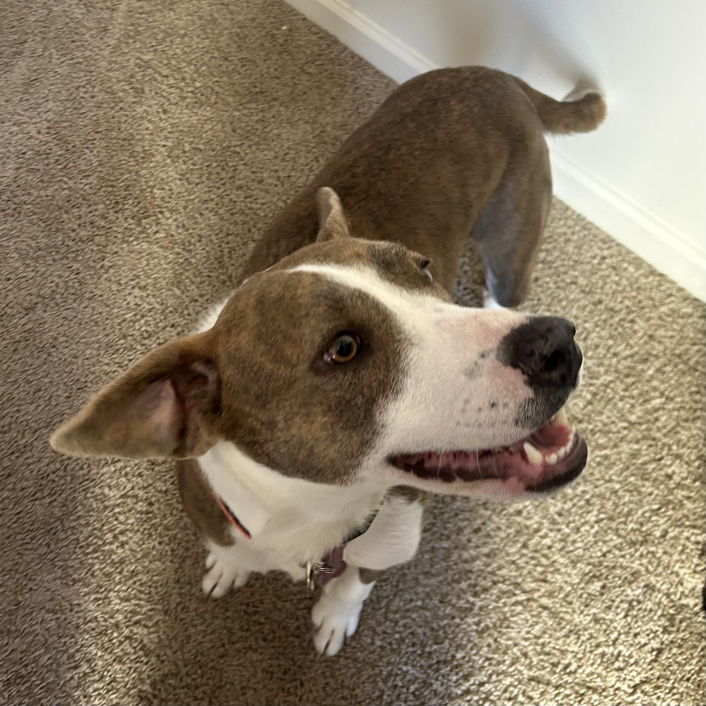 Enlarge Olympic Torch, a Adoptable mixed breed in Columbia, SC image 4/6